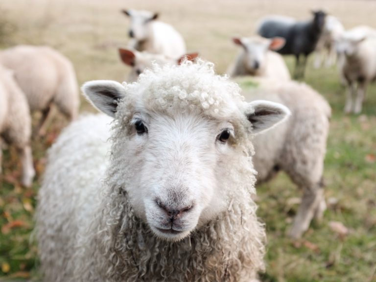 Every Day Sheep