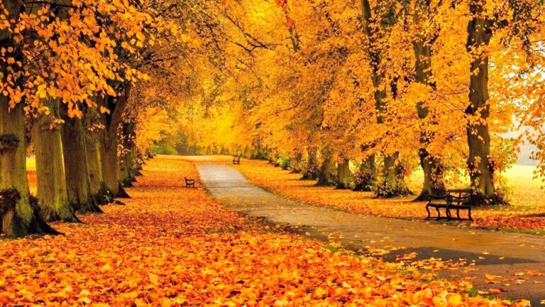 A Taste of Gratitude